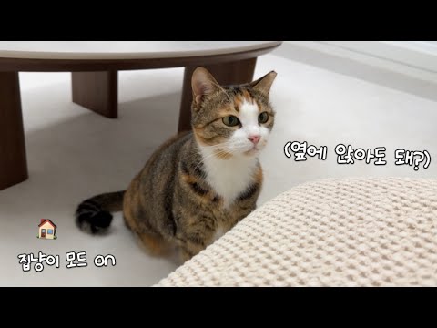 길에서 8년을 살던 고양이가 드디어 집고양이가 됐슨