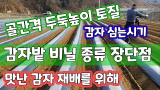감자밭 비닐씌우기 감자 심는시기 토질 두둑높이 넓이 비닐 종류별 장단점