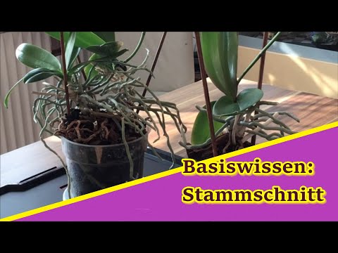 , title : 'Basiswissen: So gelingt der Stammschnitt an Phalaenopsis'