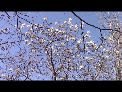 Spring has arrived I think