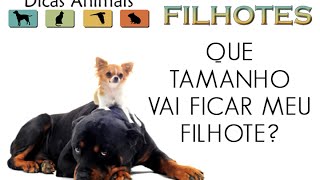 QUE TAMANHO VAI FICAR MEU FILHOTE?