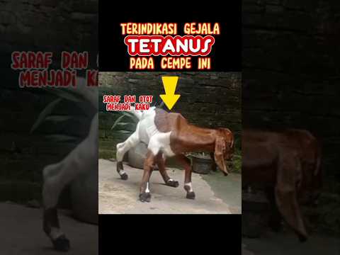 , title : 'anak kambing | cempe gejala tetanus #shorts #goat #sheep #animals'