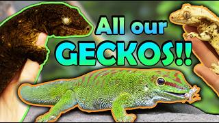 Meet all of our Geckos!