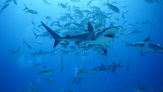 Bahamas Shark Dive
