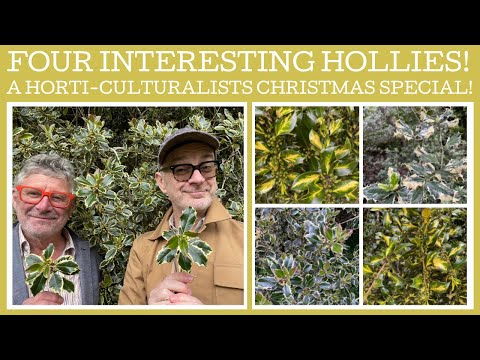 Four interesting varieties of holly - Ilex aquifolium, PLUS a ring in!