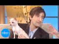 Adrien Brody S Chihuahua Steals The Show