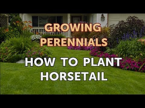 Can I Propagate a Peony From a Cutting