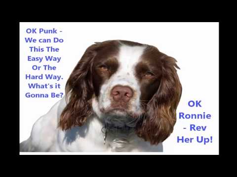 Dog Grooming Robina Gold Coast Qld. PH 0468 420 470. Mobile Dog Grooming Robina