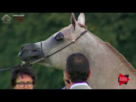 N.49 SULAIMAN EA - Chantilly 2017 European Breeders'Championship - Yearling Colts (Class 5A)