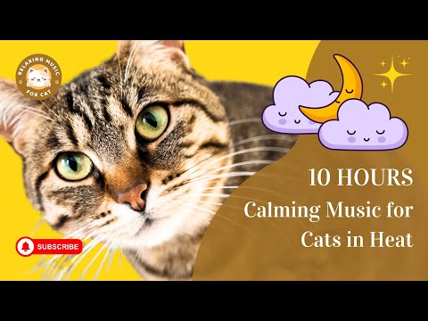 Calming Music for Cats in Heat 10 Hours 🎵 Relaxing Music for Cat 🐾