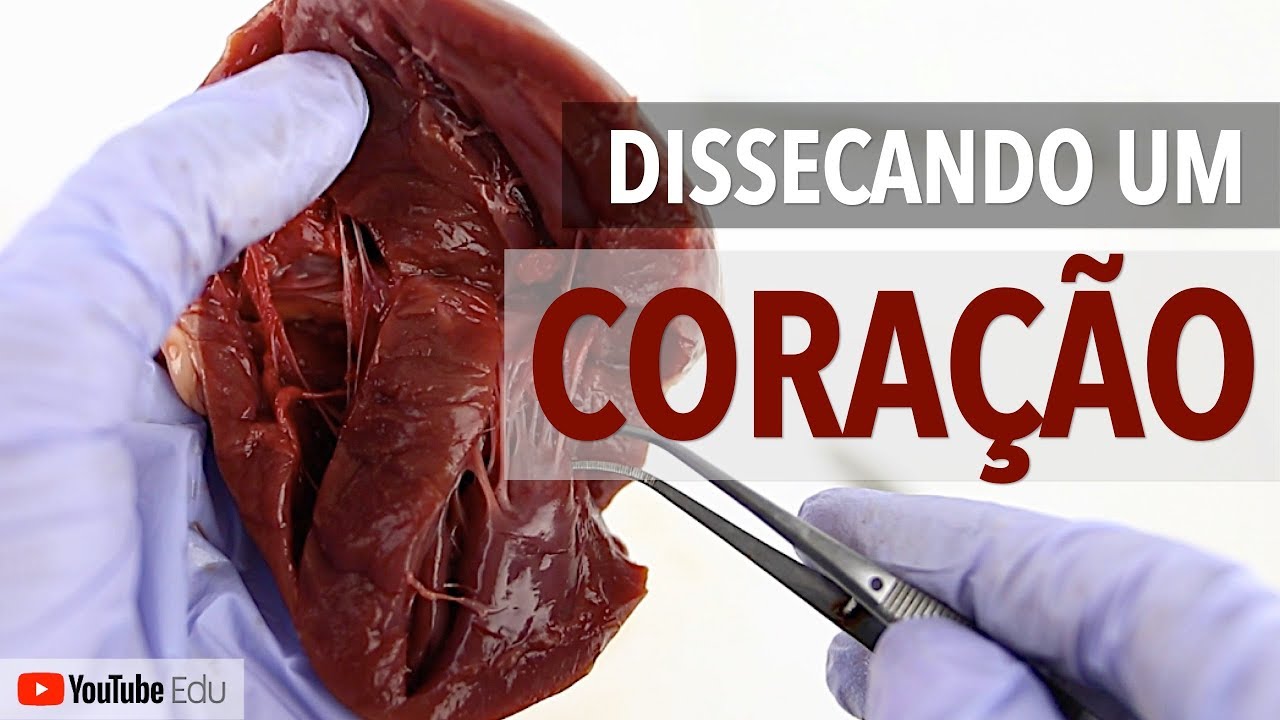 Dissecando um coração! Anatomia Cardíaca | Anatomia e etc