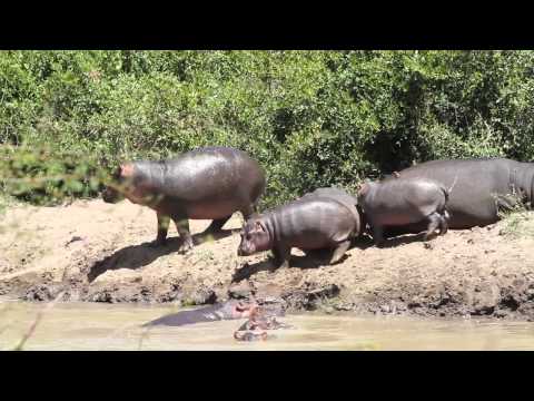 Young Hippos