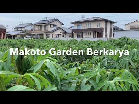 download lagu mp3 mp4 Planting Cassava Stem In A Dream, download lagu Planting Cassava Stem In A Dream gratis, unduh video klip Planting Cassava Stem In A Dream