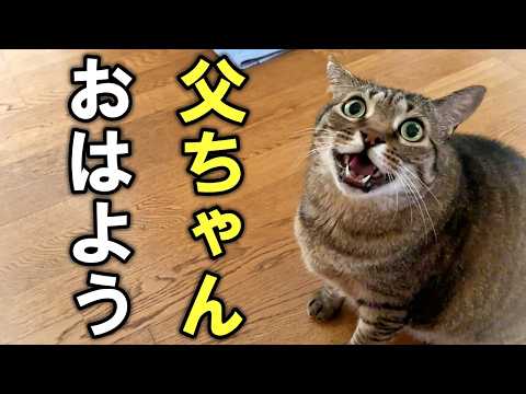 元野良猫の愉快なモーニングルーティン【元野良猫ピースケ】