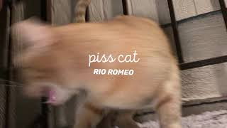 Cover art for Piss cat