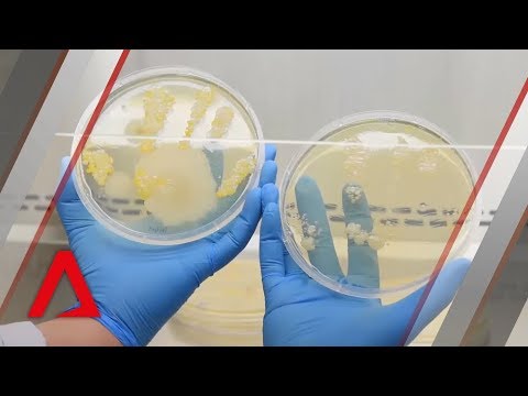 What do microbes look like?
