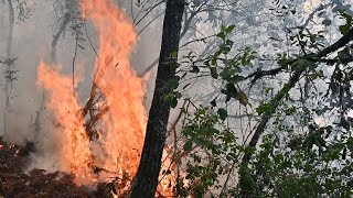 Battling To Save Mexico’s Cloud Forests From The Flame | BBC Earth Witness | BBC Earth