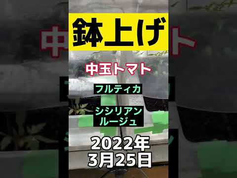 トマトに最適な肥料は何ですか?土壌を豊かにし、成長させるためのおばあちゃんの 7 つのヒント  庭園