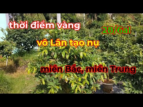 28/6al, Thời Điểm Vàng Vô Lân, Miền Bắc, miền Trung, Tây Nguyên