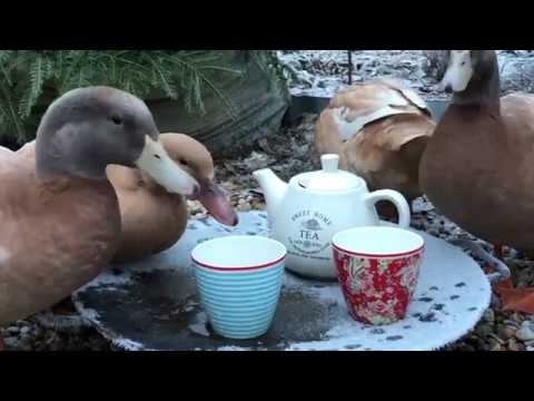Trädgårdsankorna -The Story - Swedish Ducks