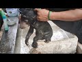 Baby Bear Bath And Playing