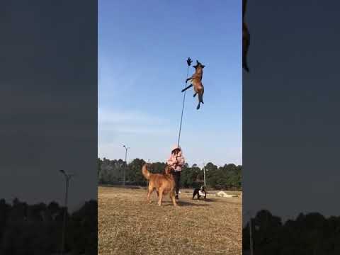 Flying Dog! Chinese dog trainer's work