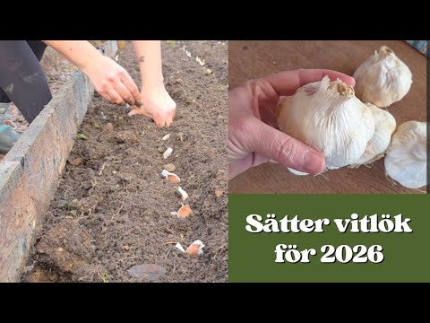 🧄 Sätter vitlök för skörd 2026! 🧄