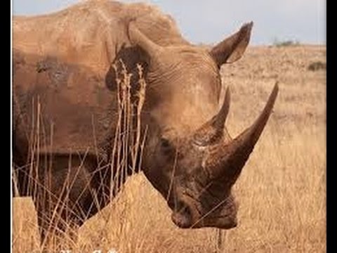 Rhino 4 STAR Ram! Rank up!Rank 3!