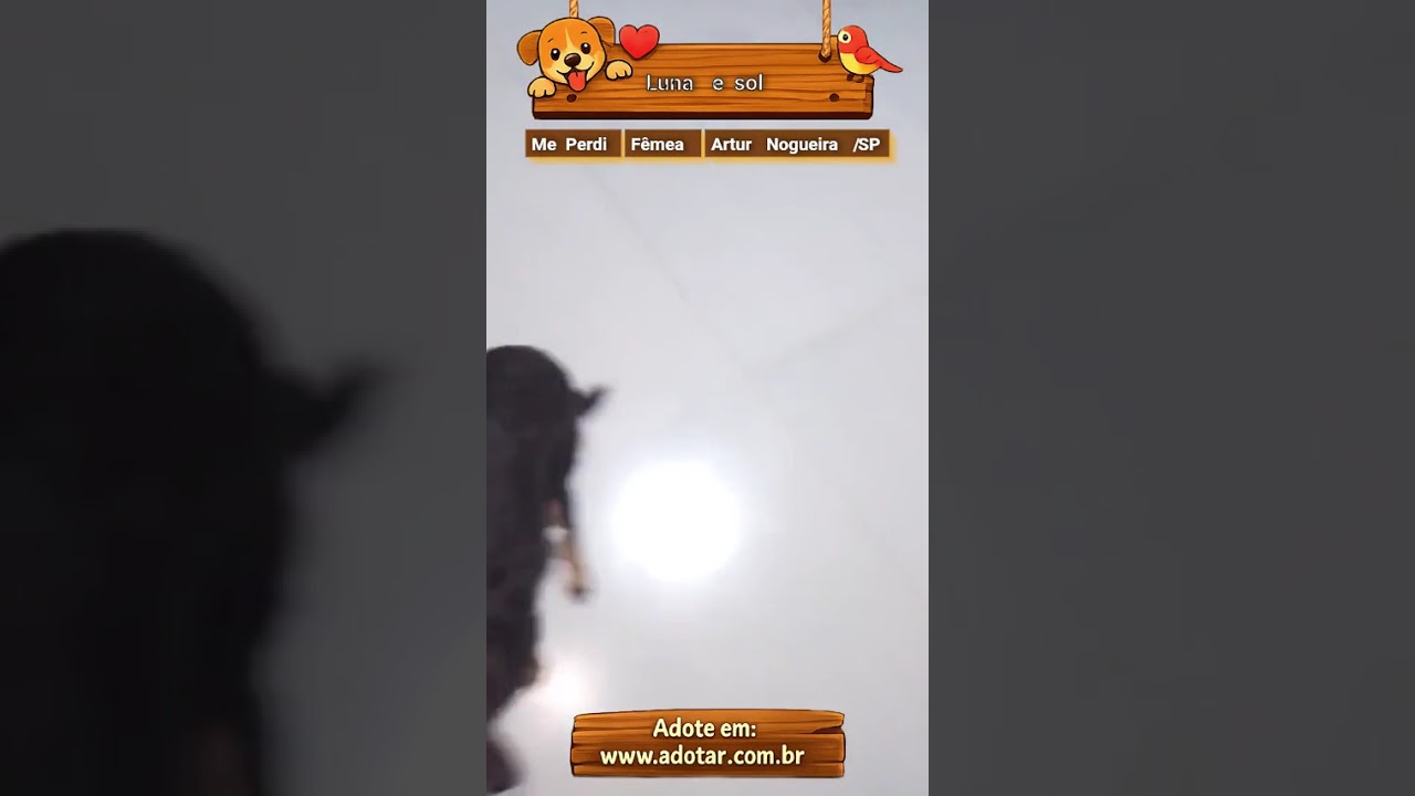 Cachorro raça SRD-ViraLata idade 4 anos nome Luna e sol