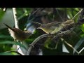 SUARA BURUNG CUCAK JENGGOT MINI GACOR