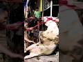 Cow Fall From The Truck Angry Cow Unloading 2024 Angrycow Angrycowvideo Cowunloading Shorts Fyp
