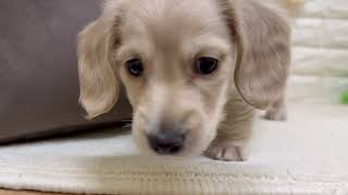 ミニチュアダックスの動画01