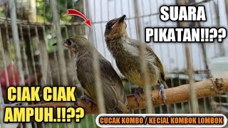 Download lagu suara pikatan burung cucak kombo || kecial kombok lombok PALING AMPUH mp3 Download lagu suara pikatan burung cucak kombo || kecial kombok lombok PALING AMPUH mp3