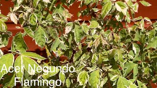 ACER Negundo Flamingo Tree or Shrub. Stunning Variegated Foliage. Garden Statement Plant.