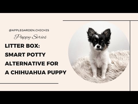 LITTER BOX TRAINING YOUR DOG - Benefits Of Pellets - Pee Pad to Pellets Puppy Training Tutorial