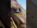 Horse with Cloudy Eye #shorts