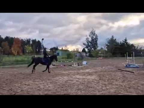 Mare English Thoroughbred For sale 2018 Dark Bay