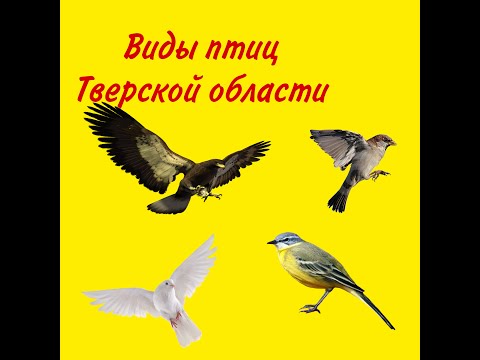 виды птиц Тверской области №1 (мои фото)
