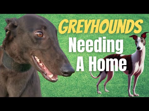 6 Greyhounds looking for a home