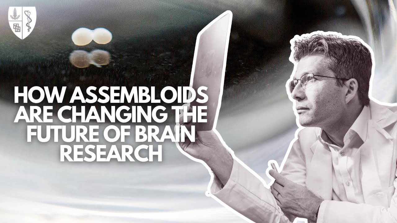 How assembloids are changing the future of brain research