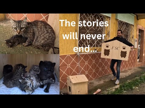 The stories will never end with Mama cats as long as they need help.