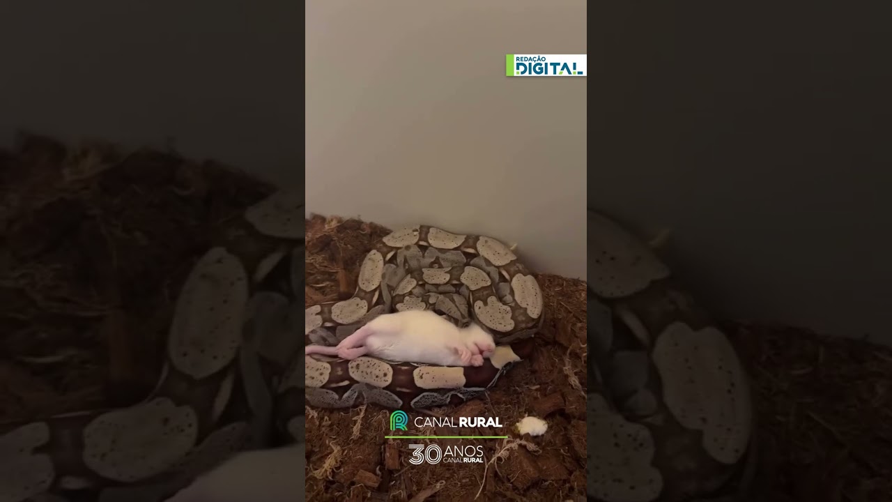 Cobra e rato protagonizam cena rara e impressionante
