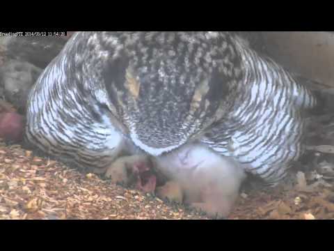 Feeding 2 and 4 day old owlets
