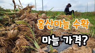 홍산마늘 수확