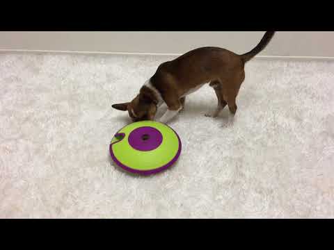 Nina Ottosson Dog Treat Maze Level 2 Voerspeelgoed