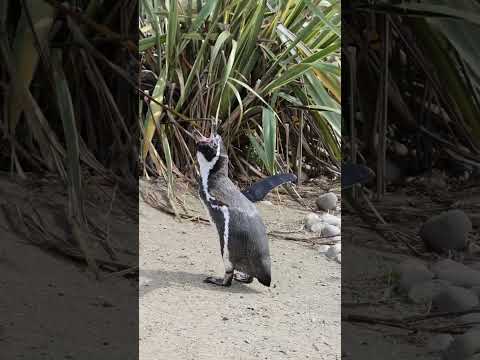 What penguins sound like 🐧 📢  #penguinlife
