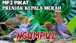Download lagu Mp3 Pikat Prenjak Kepala Merah Jantan & Betina Memanggil Paling Ampuh‼️ mp3