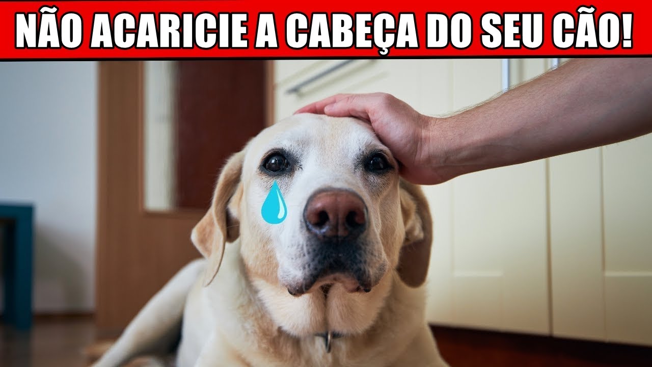 Pare de acariciar a CABEÇA do seu CACHORRO até ver ISSO! – Fatos surpreendentes REVELADOS!