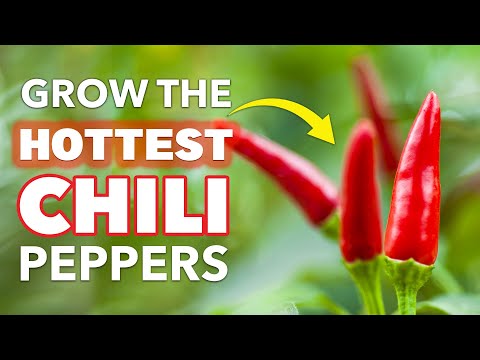 , title : 'HOT Tips for Growing Chili Peppers at Home 🌶🌶🌶'