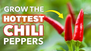 HOT Tips for Growing Chili Peppers at Home 🌶